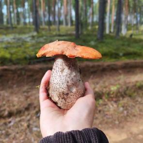 ����: 