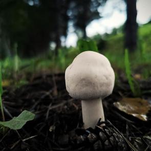 ����: ���������