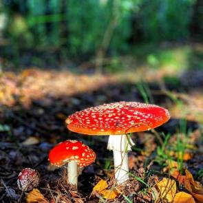 ����: Amanita muscaria