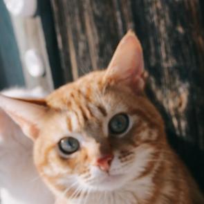 ����: 