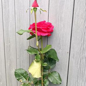 ����: 