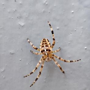 ����: ���������