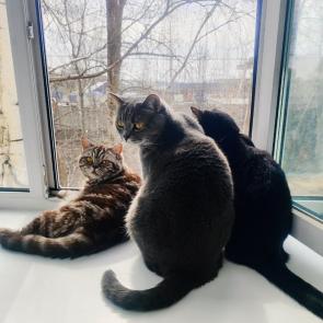 ����: ��� ������