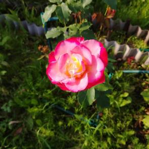 ���� ��������: 