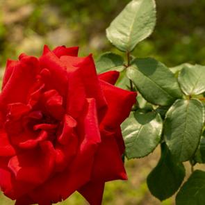 ����: ���� ������� � �����