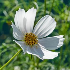 ���� ��������: 