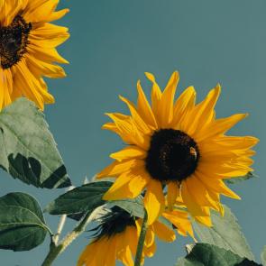 ����: ����������