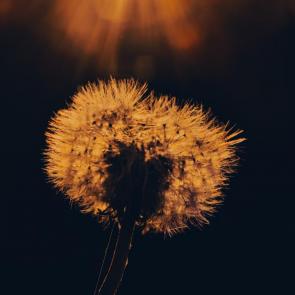 ����: ������