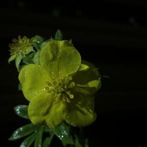 ����: ������� ����