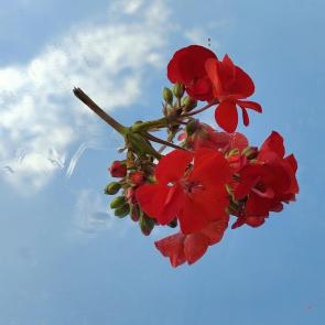 ����: 