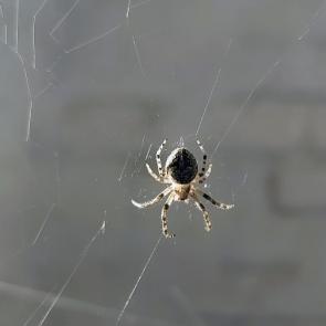 ���� ��������: ������ �����