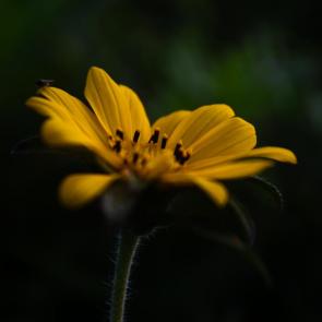 ����: 