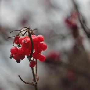 ���� ��������: 