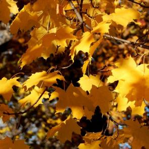 ���� ��������: 