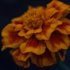 ����: 