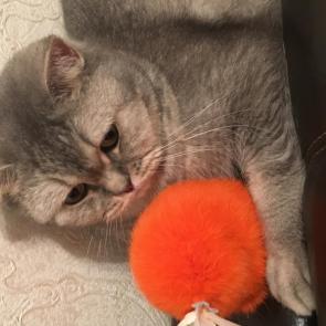 ����: 