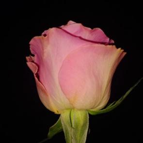 ����: 