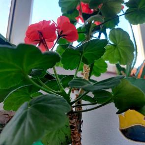 ����: ������