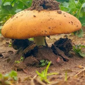 ����: �������� 