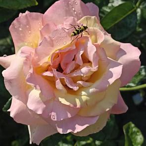 ����: ����