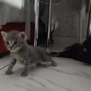 ����: 