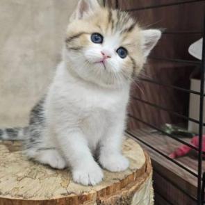 ����: �����