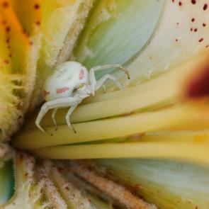 ����: Misumena vatia