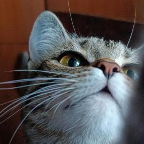 ����: ����