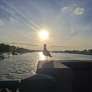 ���� ��������: 