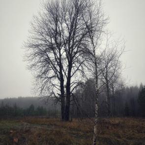 ����: 