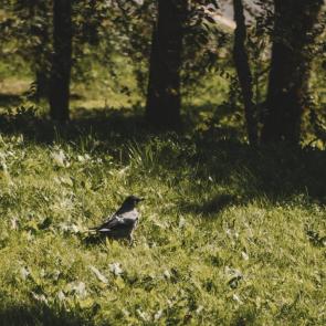 ����: 