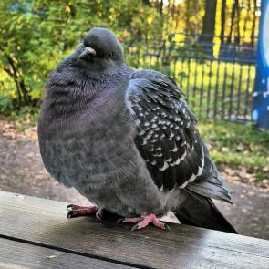 ���� ��������: �������