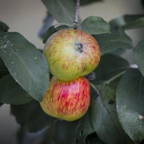 ����: �������