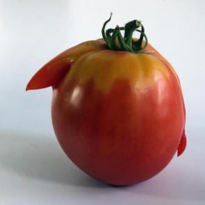 ����: ������ �