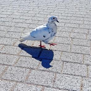 ����: 