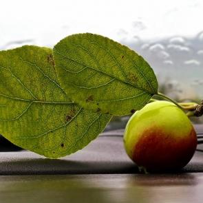 ���� ��������: 