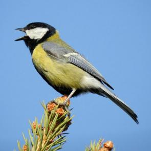 ����: ������