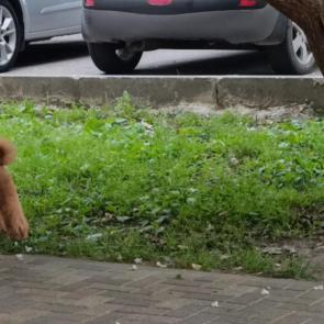 ����: �� ������ ���������