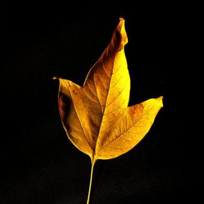 ����: ����