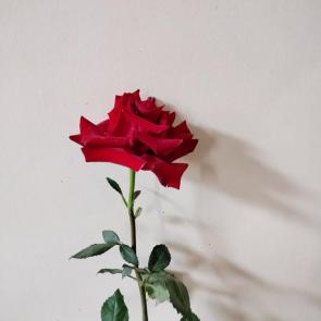 ����: �������� ����