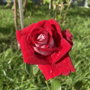 ����: 
