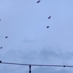 ����: ��������