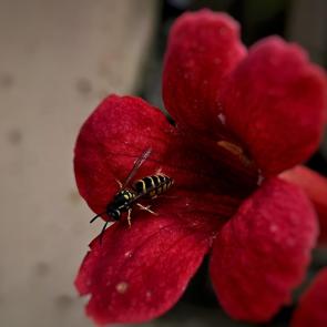 ����: 