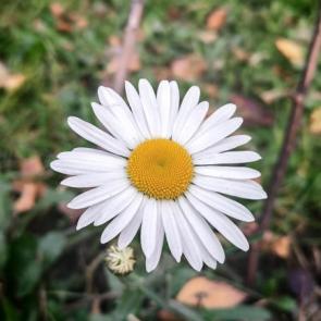 ���� ��������: �������