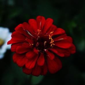 ����: 