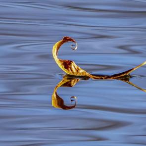 ����: ������ �������.