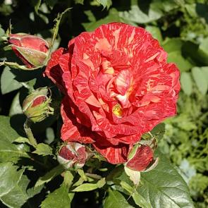 ����: 