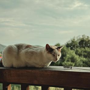 ����: 
