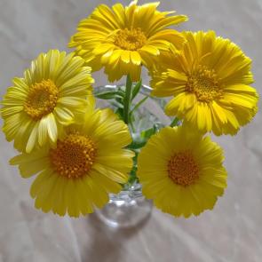 ����: ���������