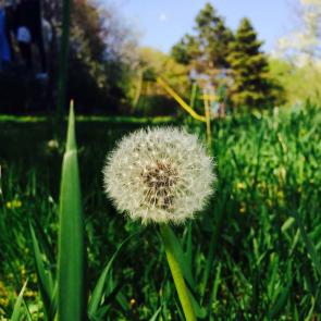 : DANDELION 